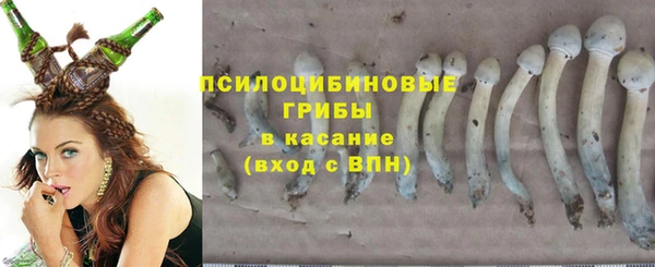 хмурый Магас